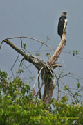 Harpy Eagle